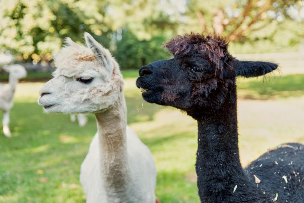 Horsley Hale Farm Glamping Hotel Ely Bagian luar foto