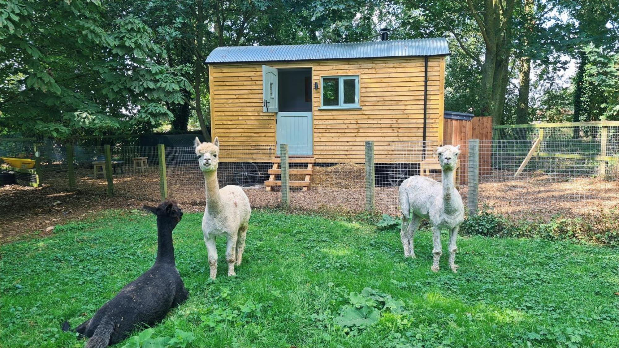 Horsley Hale Farm Glamping Hotel Ely Bagian luar foto
